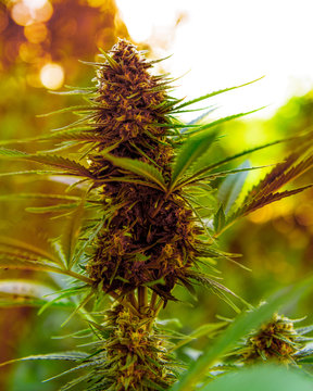Marijuana plant with flower, cannabis bud in golden summer light