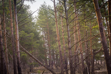 Morning Pine Forest