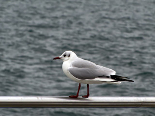 Lonely gull on a metallic pipe, on a background a sea