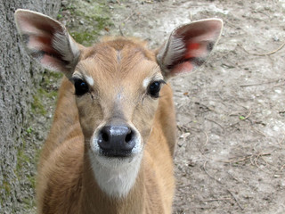 A deer is in a zoo, looks in a chamber