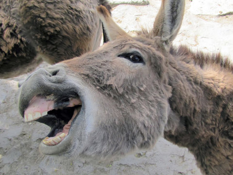 A donkey shows the teeth smiles