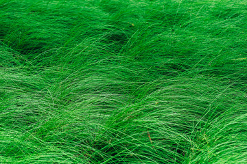 green grass natural background texture.