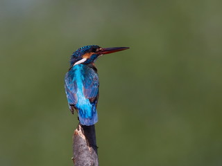 kingfisher (alcedo atthis) in natural habitat