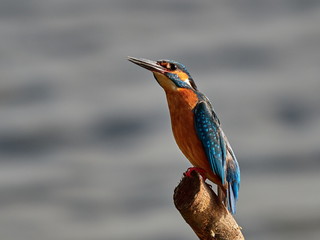 kingfisher (alcedo atthis) in natural habitat