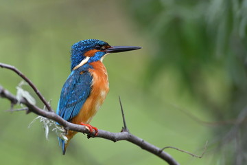  kingfisher (alcedo atthis) in natural habitat