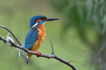  kingfisher (alcedo atthis) in natural habitat