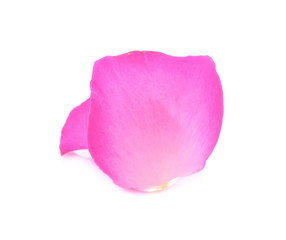 Rose petals isolated on white background.