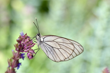 butterfly in natural habitat (aporia crataegi)