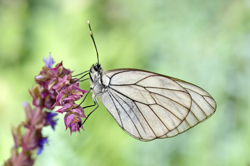 butterfly in natural habitat (aporia crataegi)