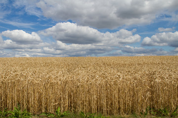 Kornfeld in Ditzingen