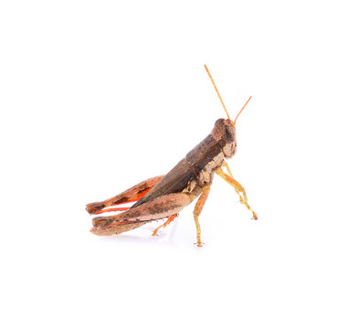 Brown grasshopper isolated on white background.