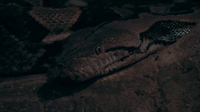 Closeup shot of a large Reticulated Python