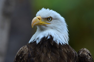 The Bald Eagle (Haliaeetus leucocephalus) portrait
