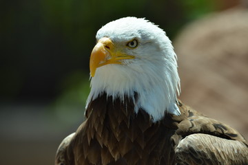 The Bald Eagle (Haliaeetus leucocephalus) portrait
