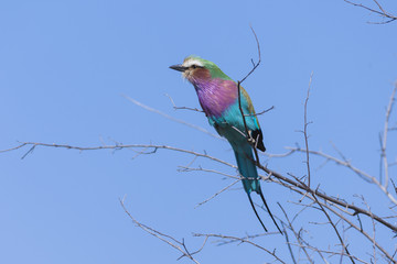 Lilac-breasted Roller, Africa