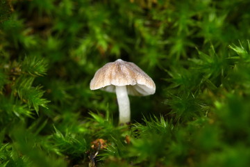 small mushroom in the forest