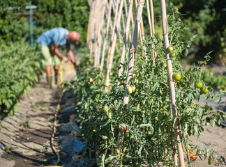 Farmer working in vegetable garden