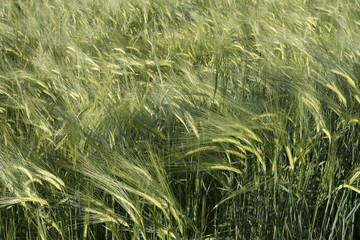 Green wheat in the field, early morning, natural light