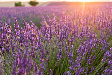 Beautiful lavender fields at sunset time. Valensole.Provence, France