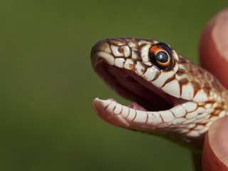 snake in natural habitat (Dolichophis caspius)