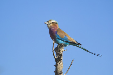 Lilac-breasted Roller, Africa