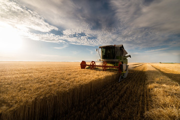 Harvesting of wheat fields in summer