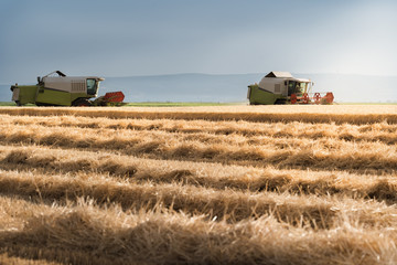 Obraz premium Harvesting of wheat fields in summer