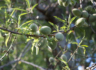 Unripe almonds on almond tree.
