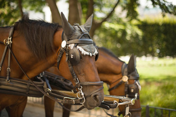 Obraz premium chestnut horses in harness Vienna
