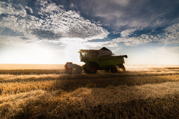 Naklejka premium Harvesting of wheat fields in summer