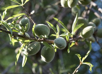 Unripe almonds on almond tree.