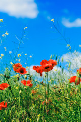 Obraz premium Red poppies in the summer field