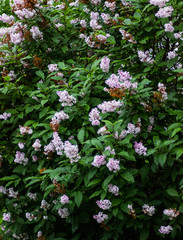 Lilac blooms. A beautiful bunch of flowers closeup