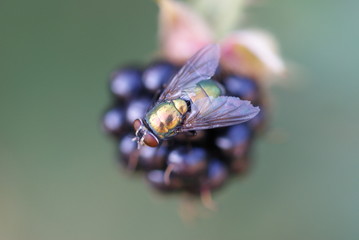 Goldfliege auf Brombeere