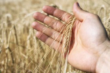 Fototapeta na wymiar Wheat ear in the hand.Harvest concept