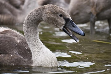Beautifully young swan (Cygnus olor)