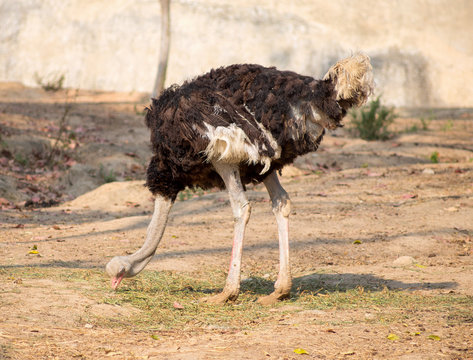 Ostrich isolated