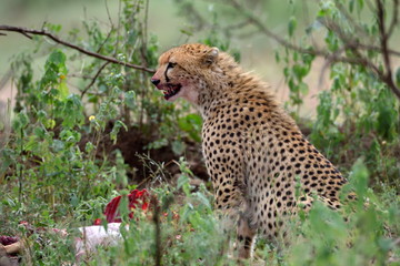 Wild african cheetah hiding with prey in the bushes