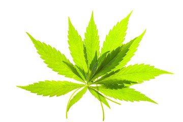 Hemp leaf