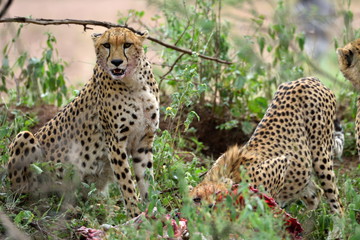 Fototapeta na wymiar Wild african cheetah hiding with prey in the bushes