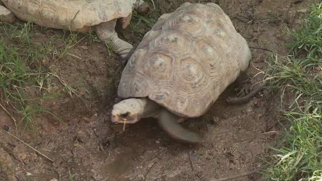 Turtle Walking Around 4