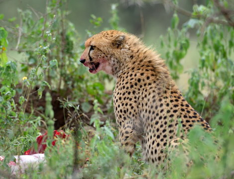 Wild african cheetah hiding with prey in the bushes