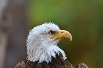 The Bald Eagle (Haliaeetus leucocephalus) portrait
