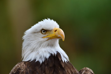 The Bald Eagle (Haliaeetus leucocephalus) portrait