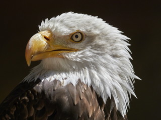 The Bald Eagle (Haliaeetus leucocephalus) portrait