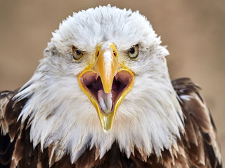 The Bald Eagle (Haliaeetus leucocephalus) portrait