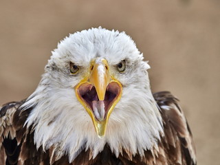 The Bald Eagle (Haliaeetus leucocephalus) portrait