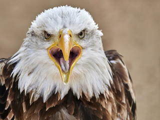 The Bald Eagle (Haliaeetus leucocephalus) portrait