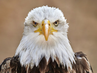 The Bald Eagle (Haliaeetus leucocephalus) portrait