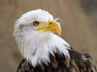 Fototapeta premium The Bald Eagle (Haliaeetus leucocephalus) portrait